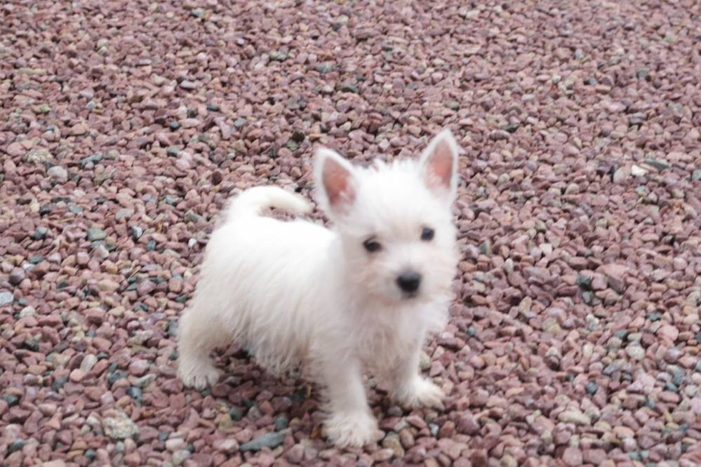 domainedufeucochard-westie-6