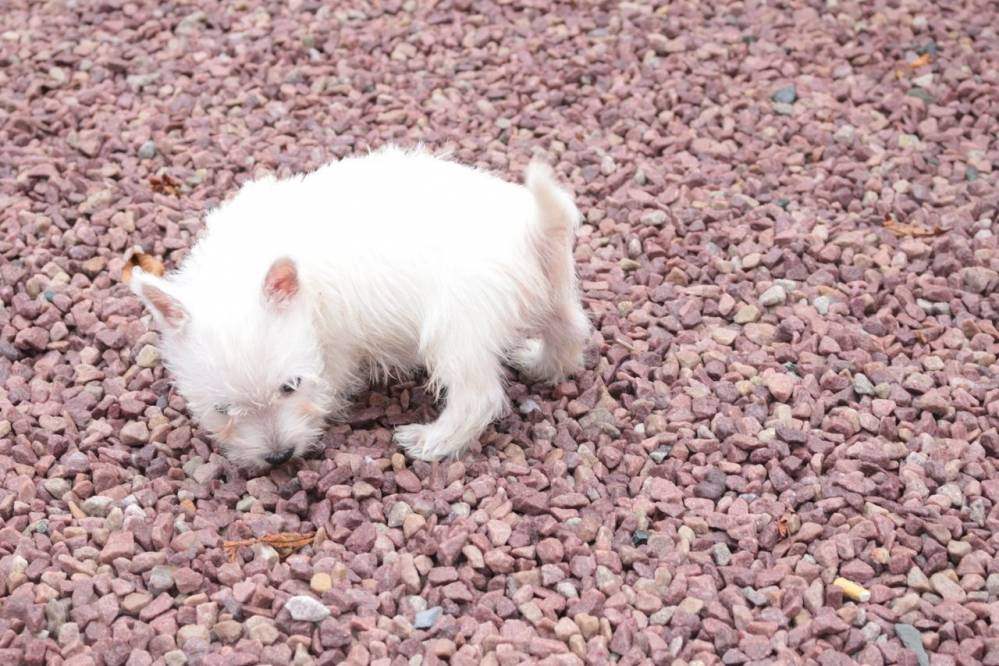 domainedufeucochard-westie-9