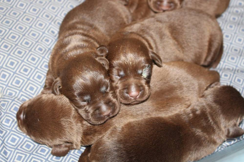domainedufeucochard-chiots-6